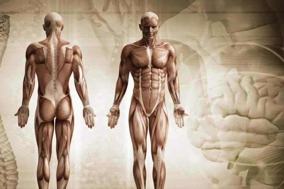 GESUNDHEITLICHE VORAUSSETZUNGEN- ÄRZTLICHES ATTEST